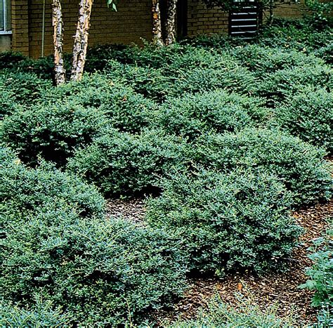 12 Popular Evergreen Shrubs