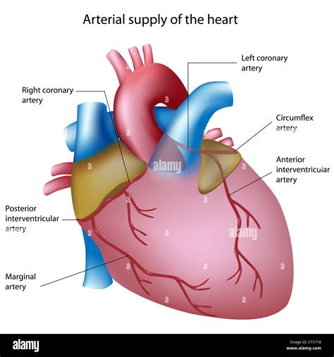 Posterior Interventricular Artery Model