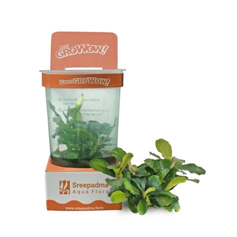 Sreepadma A49 Bucephalandra 'Pygmy' | TC Live Plant – cloningaquapets