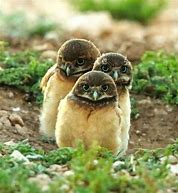 Image result for Cute Animals with Glasses