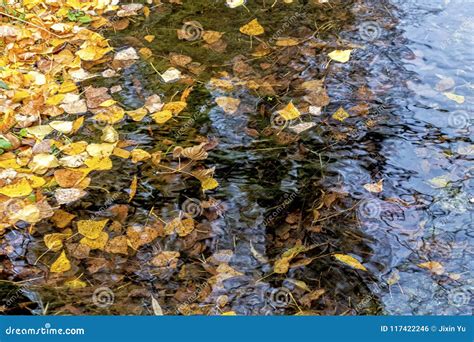 Tui In The Colourful Tree Royalty-Free Stock Photography ...