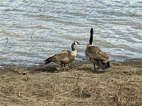 Fernhill Wetlands - Oregon | AllTrails