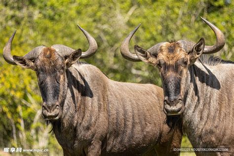 斑纹角马 的图像结果