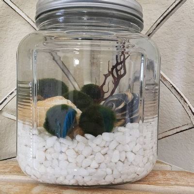 Image result for Java Moss Ball