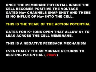Action Potential Explained 的图像结果