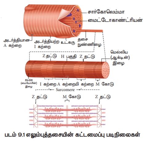 எலும்புத் தசை (இயக்கு தசை) (Skeletal or Voluntary Muscle) | Structure ...