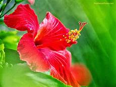 Hibiscus Flower Backgrounds by Hibiscus Flowers Hd Wallpaper Free Hd Wallpapers Hibiscus Flower Backgrounds