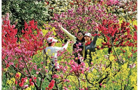 【图集】初春，来汕头巨峰寺赴一场“桃花之约”|汕头市_新浪新闻