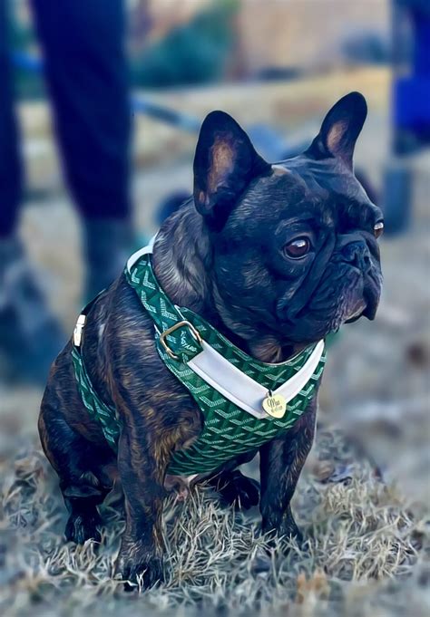 Goyard Green Dog Puppy Harness & Optional Leash – Collar – XS TO M ...