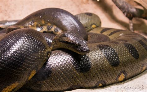 Image result for Anaconda Python Distribution