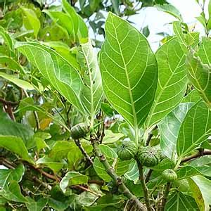 Image result for Cap CodeModel