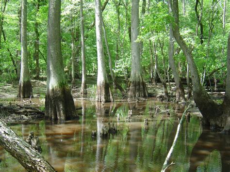 A forested wetland is part of the Pocomoke River watershed in Maryland ...