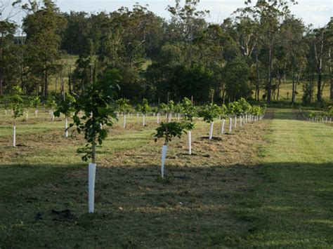 Forest Plantation in India – Grow Billion Trees