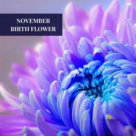 November Birth Flower: The Chrysanthemum - SnapBlooms Blogs
