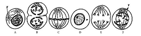 Image result for Cell Division Process