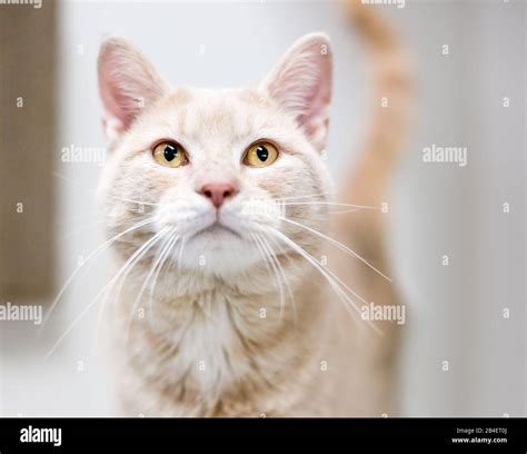 A buff tabby domestic shorthair cat with yellow eyes and long whiskers ...