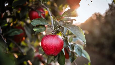 Rare 5 Letter Fruits You Should Know - Meredith Plays