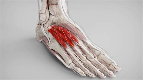 Musculus extensor digitorum brevis - DocCheck