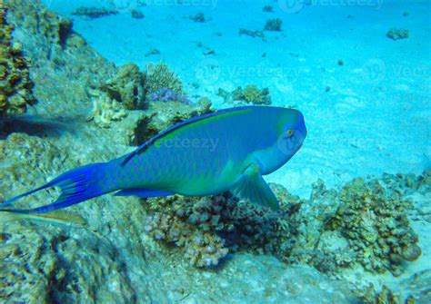 Chlorurus microrhinos - Blue parrot fish swims over corals in the Red ...