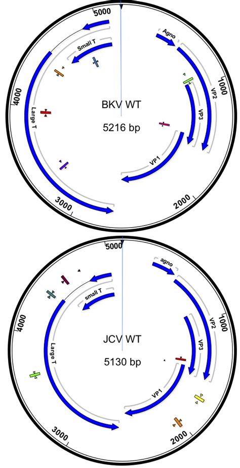 What Is Bk Virus Pcr at Mary Langan blog