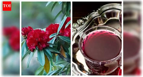 What is Buransh? Benefits and uses of this magical flower