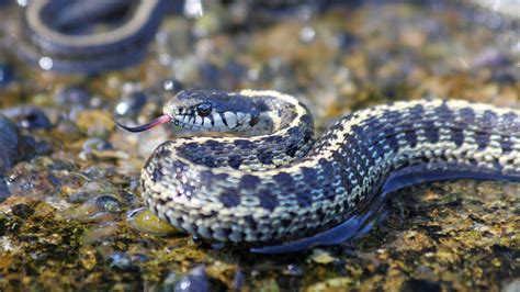 Pet Garter Snake Food at David Daigle blog