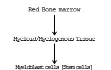 Animal Tissue (Part -6) - Notes, Zoology, Class 11 PDF Download