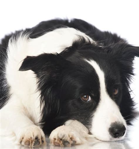 The Border Collie: A Comprehensive Guide to This Intelligent Breed