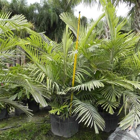 Dwarf Sugar Palm | Arenga Engleri | Palmco - Wholesale Palms, Florida