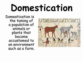 Image result for domestication