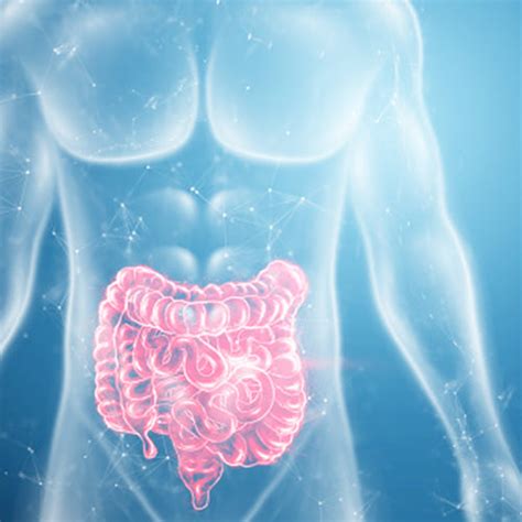 Can Gut Health Be Restored After A Major Dietary Compromise – Lifezen ...