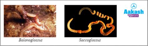 Animal Kingdom in Biology: Definition, Types and Importance | AESL