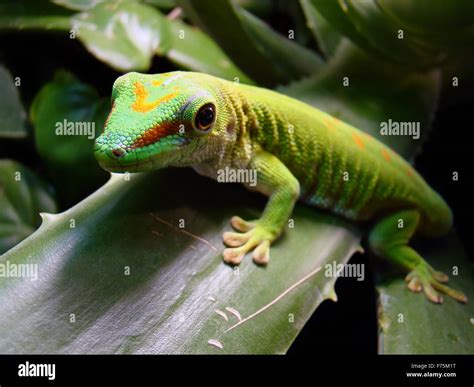 madagascar giant day gecko Stock Photo - Alamy