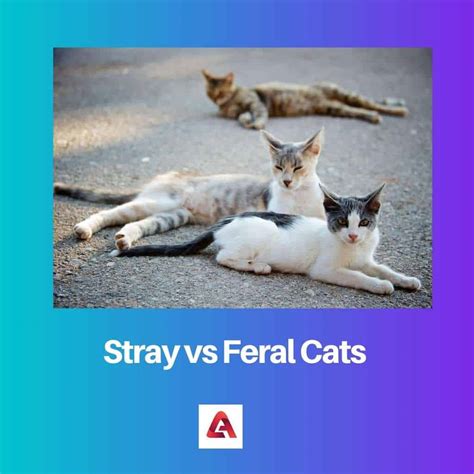 Stray vs Feral Cats: Difference and Comparison