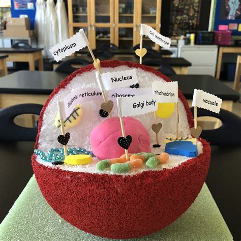 Animal Cell Model 7th Grade