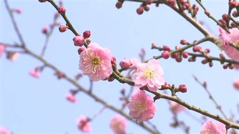 赵蕴玉-梅花猫拍卖预展，赵蕴玉作品拍卖估价，尔雅藏珍四川达州万星2014年秋季专场书画艺术品拍卖会中国书画（一）赵蕴玉-梅花猫预展，四川万星 ...