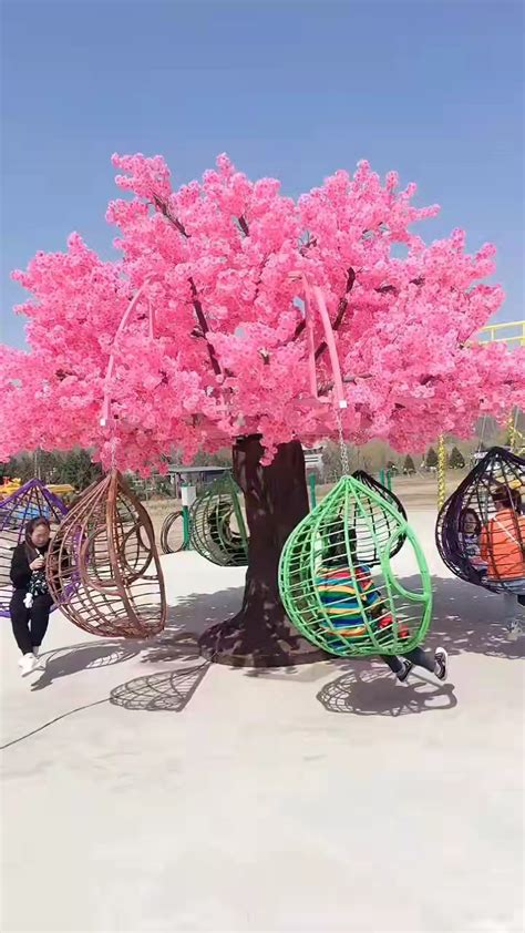 网红团队狂摇杭州百年樱花树 试图制造浪漫效果-闽南网