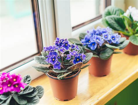 9 Plants That Move