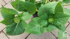 tailler les hortensias photos comment tailler les hortensias conseils pratiques tailler les hortensias photos comment tailler les hortensias conseils pratiques