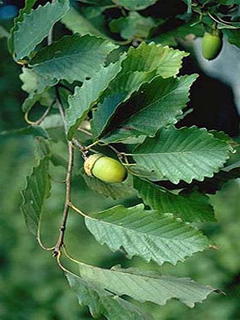 Swamp Chestnut Oak Host Plant @ Eden of Wings Nursery, FL