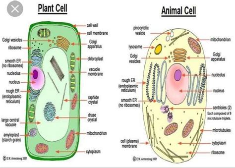 draw a labbled diagram of plant cell and animal cell - Brainly.in