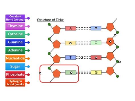 DNA Label 的图像结果
