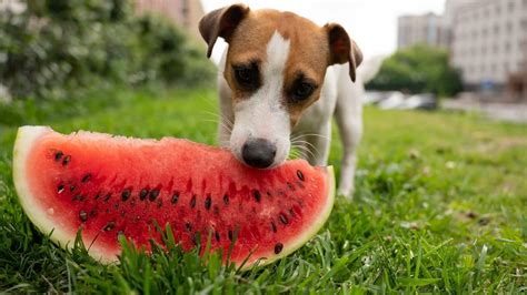 Can Dogs Eat Watermelon Seeds? Read This Before Feeding!