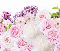 Image result for Pink and White Peonies