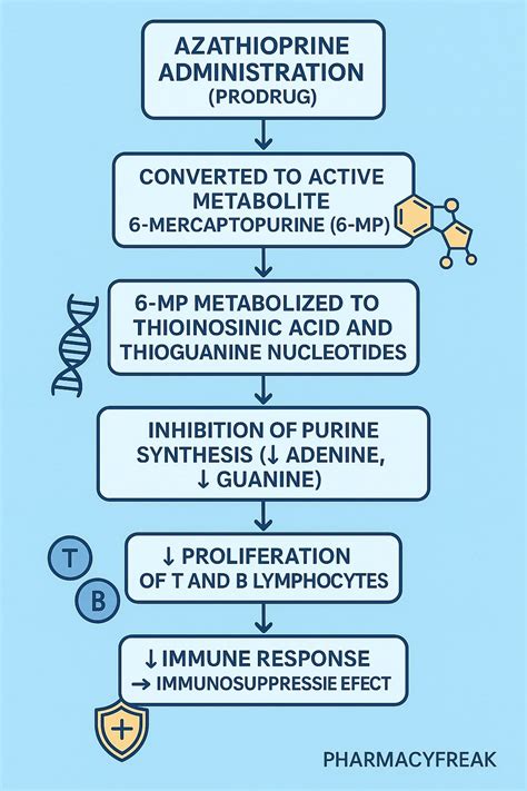 Azathioprine Mechanism Of Action