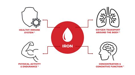 How Iron Works In Human Body at Linda Redmon blog