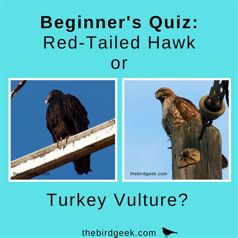 Turkey Buzzard Vs Bald Eagle at David Frakes blog