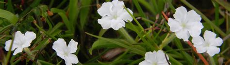 E-Flora Kerala | Flowering plants of Kerala