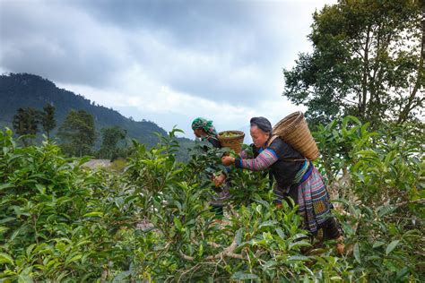 Here's how mountain farmers can adapt to climate change | World Economic Forum