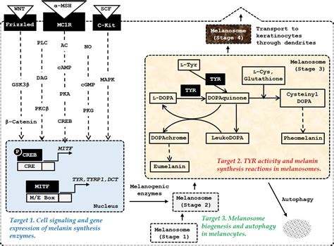 Melanin regulation peptides | Encyclopedia MDPI